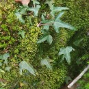 Hedera hibernica (G. Kirchn.) Bean‹Hedera hibernica (G. Kirchn.) Bean‹