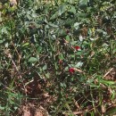 Ruscus aculeatus L.Ruscus aculeatus L.