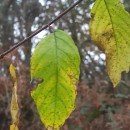 Frangula alnus Mill.Frangula alnus Mill.