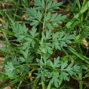 Silphiodaucus prutenicus (L.) Spalik, Wojew., Banasiak, Piwczyñski & Reduron subsp. dufourianus (Rouy & E.G.Camus) ReduronSilphiodaucus prutenicus (L.) Spalik, Wojew., Banasiak, Piwczyñski & Reduron subsp. dufourianus (Rouy & E.G.Camus) Reduron