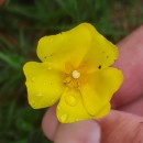 Halimium lasianthum (Lam.) Spach subsp. alyssoides (Lam.) GreuterHalimium lasianthum (Lam.) Spach subsp. alyssoides (Lam.) Greuter