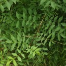 Fraxinus excelsior L.Fraxinus excelsior L.