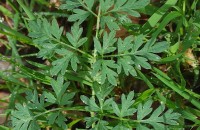 Silphiodaucus prutenicus (L.) Spalik, Wojew., Banasiak, Piwczyñski & Reduron subsp. dufourianus (Rouy & E.G.Camus) ReduronSilphiodaucus prutenicus (L.) Spalik, Wojew., Banasiak, Piwczyñski & Reduron subsp. dufourianus (Rouy & E.G.Camus) Reduron