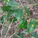 Ilex aquifolium L.Ilex aquifolium L.