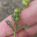 Matricaria discoidea DC.Matricaria discoidea DC.