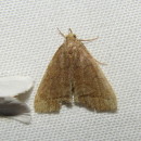 Identifícalas