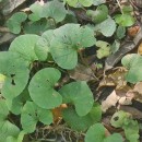 Viola palustris L.Viola palustris L.