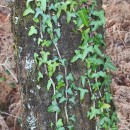 Hedera hibernica (G. Kirchn.) Bean‹Hedera hibernica (G. Kirchn.) Bean‹