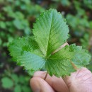 Fragaria vesca L.Fragaria vesca L.