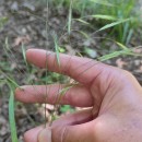 Bromus sterilis L.Bromus sterilis L.