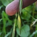 Bromus catharticus VahlBromus catharticus Vahl