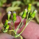 Senecio vulgaris L.Senecio vulgaris L.