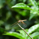 Trithemis annulata (Palisot de Beauvois, 1807)Trithemis annulata (Palisot de Beauvois, 1807)
