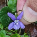 Viola riviniana Reichenb.Viola riviniana Reichenb.