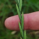 Lolium multiflorum Lam.Lolium multiflorum Lam.