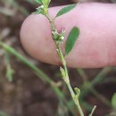 Polygonum aviculare L. subsp. aviculare .Polygonum aviculare L. subsp. aviculare .