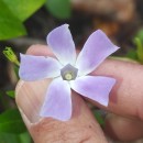 Vinca difformis Pourr.Vinca difformis Pourr.
