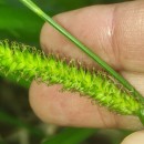 Carex laevigata Sm.Carex laevigata Sm.