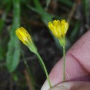 Crepis capillaris (L.) Wallr.Crepis capillaris (L.) Wallr.