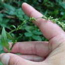 Persicaria hydropiper (L.) SpachPersicaria hydropiper (L.) Spach