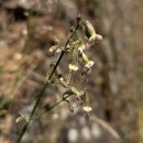 Silene nutans L.Silene nutans L.