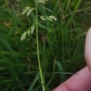 Poa annua L.Poa annua L.