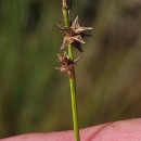Carex echinata MurrayCarex echinata Murray