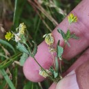 Trifolium dubium Sibth.Trifolium dubium Sibth.