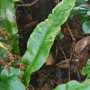 Asplenium scolopendrium L.Asplenium scolopendrium L.