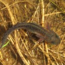 Triturus marmoratus (Latreille, 1800)Triturus marmoratus (Latreille, 1800)