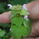 Lamium purpureum L.Lamium purpureum L.