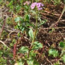 Centranthus calcitrapae ( L.) Dufr.Centranthus calcitrapae ( L.) Dufr.