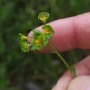 Euphorbia uliginosa Welw. ex Boiss.Euphorbia uliginosa Welw. ex Boiss.