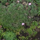 Armeria pubigera (Desf.) Boiss.Armeria pubigera (Desf.) Boiss.