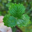 Potentilla sterilis (L.) GarckePotentilla sterilis (L.) Garcke