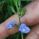 Veronica chamaedrys L.Veronica chamaedrys L.
