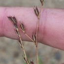 Juncus bufonius L.Juncus bufonius L.
