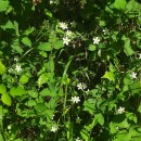 Arenaria montana L.Arenaria montana L.