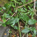 Scrophularia auriculata L.Scrophularia auriculata L.