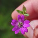 Geranium molle L.Geranium molle L.