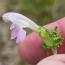 Pedicularis sylvatica L. subsp. sylvaticaPedicularis sylvatica L. subsp. sylvatica