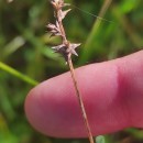 Carex echinata MurrayCarex echinata Murray