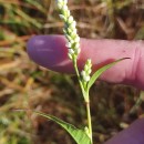 Persicaria maculosa GrayPersicaria maculosa Gray