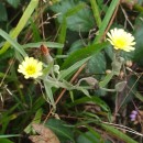 Andryala integrifolia L.Andryala integrifolia L.