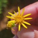 Jacobaea vulgaris Gaertn.Jacobaea vulgaris Gaertn.