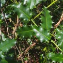 Ilex aquifolium L.Ilex aquifolium L.
