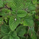 Pulicaria odora (L.) Reichenb.Pulicaria odora (L.) Reichenb.