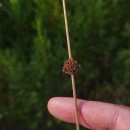 Juncus conglomeratus L.Juncus conglomeratus L.