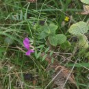 Vicia sativa L. subsp. nigra Ehrh.Vicia sativa L. subsp. nigra Ehrh.