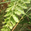 Dryopteris aemula (Aiton) KuntzeDryopteris aemula (Aiton) Kuntze